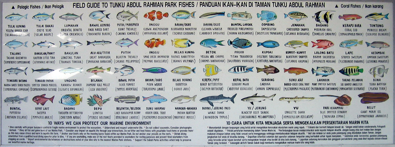 Морская рыба список с названиями и фото
