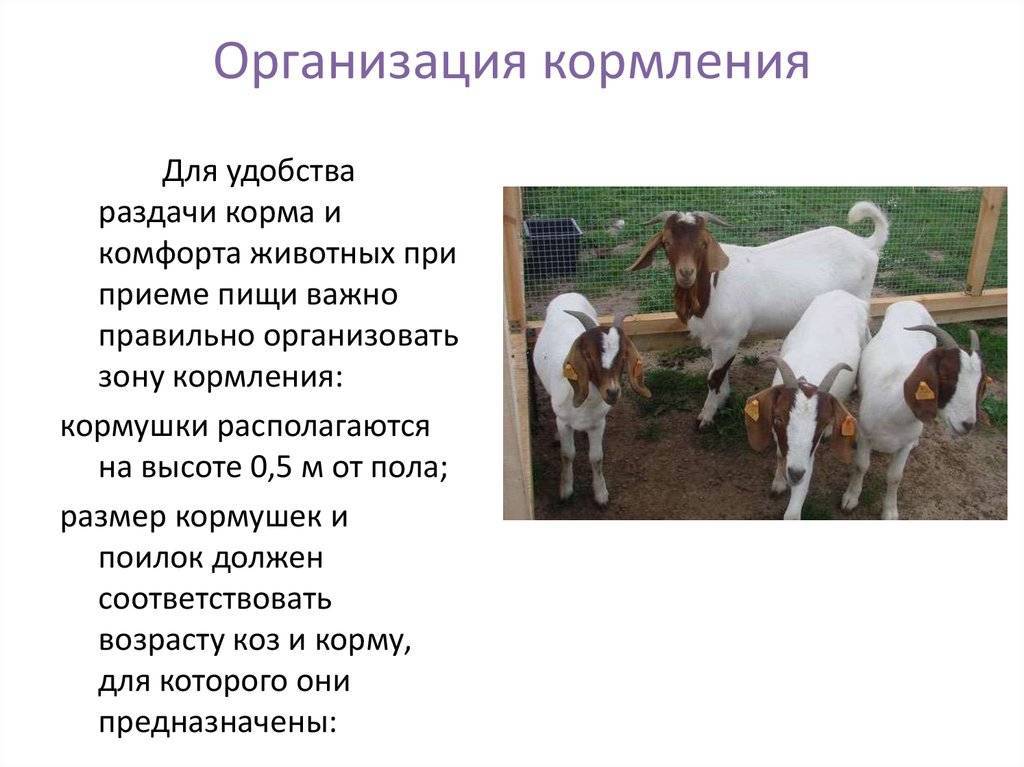 Мясные породы коз с фото и описанием