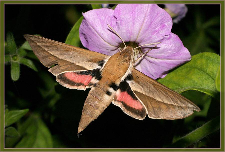 Что делать, если на огороде появилась бабочка — бражник: фото, опасны ли бабочки и их гусеницы для урожая