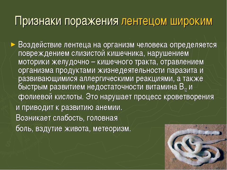 Выгоняем глистов из кроликов | кролики. разведение и содержание в домашних условиях