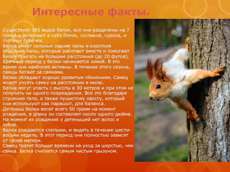Проект 5 класс по математике интересные факты из жизни животных