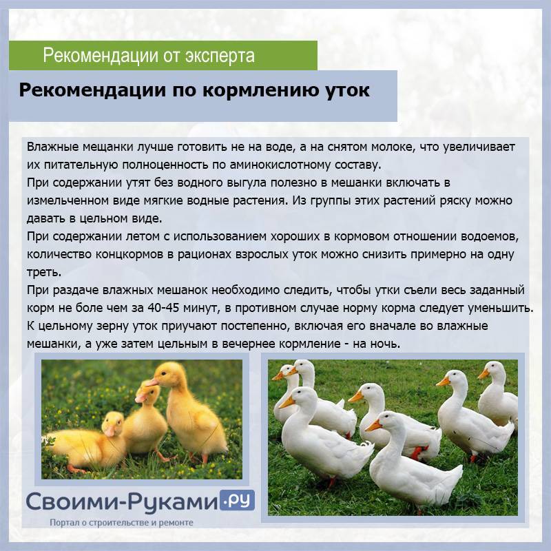 Узнай из статьи, как содержатся Домашние голуби: виды, правила содержания и разведения Обустройство голубятни, рацион птиц Фото  видео