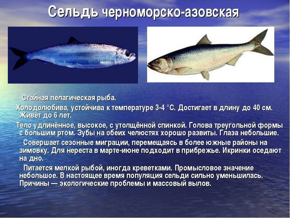 Корюшка рыба. описание, особенности, среда обитания и виды корюшки