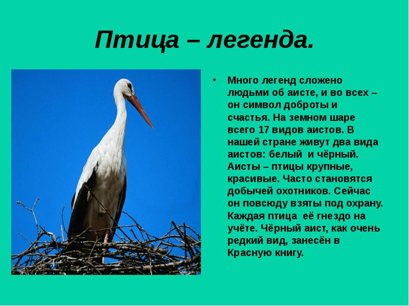 Аист у многих народов считается птицей приносящей счастье план текста из трех пунктов