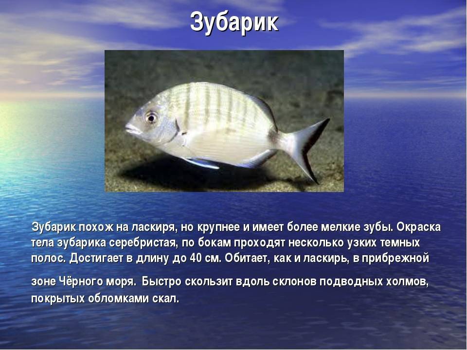 Фото какие рыбы водятся в черном море фото