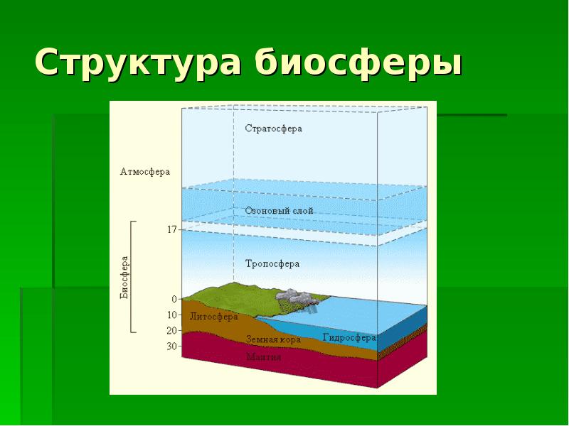 Состав биосферы схема