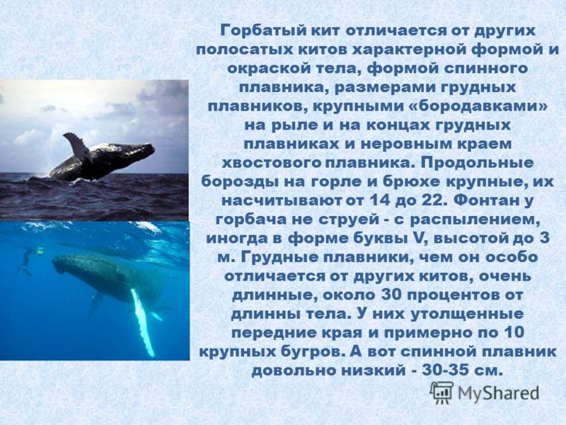 Физиологические признаки синего кита. Доклад про кита. Синий кит доклад. Доклад про китов. Голубой кит информация.