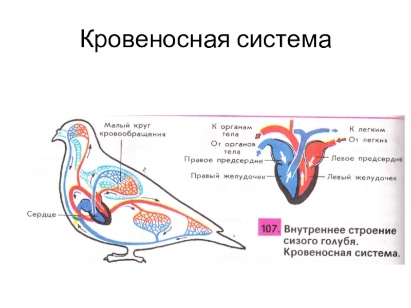 Кровеносная система голубя рисунок