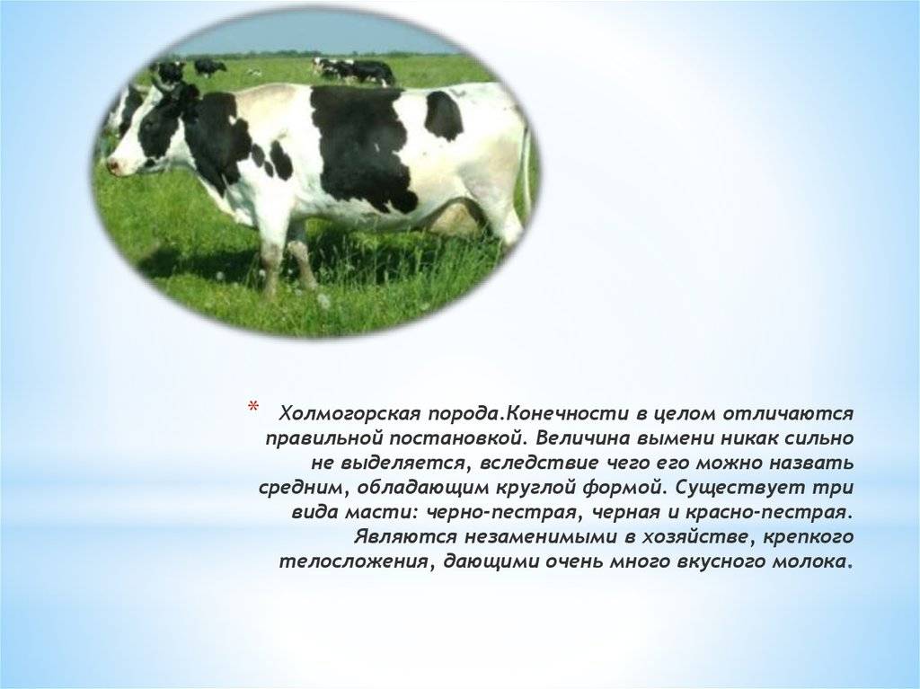 Кормление крупного рогатого скота: как выбрать правильный рацион