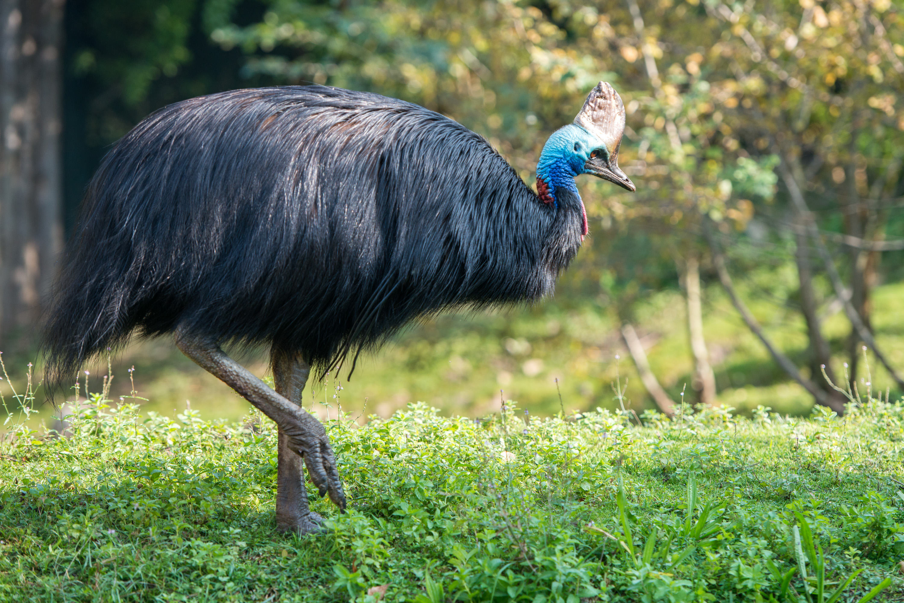 Казуар – нелетающая птица австралии