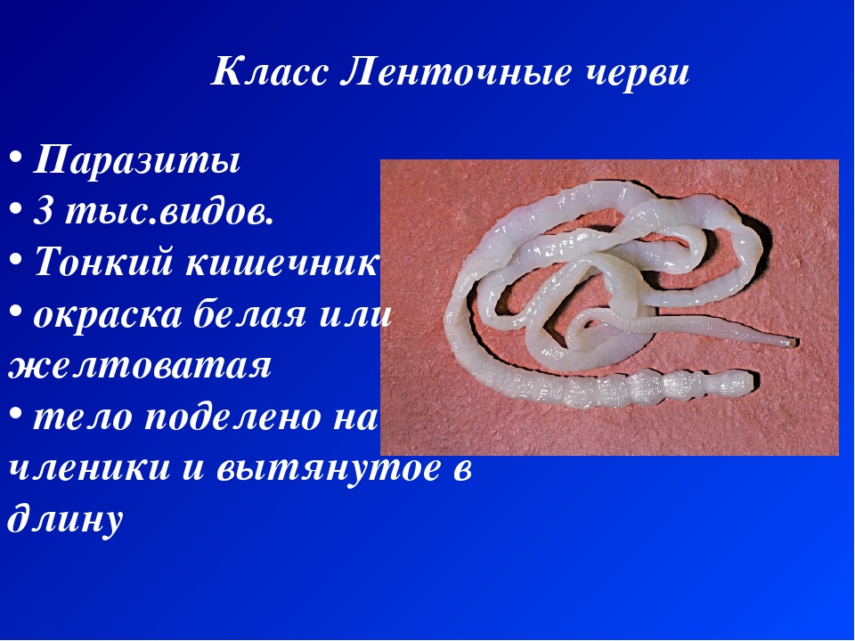 Ленточные черви образ жизни. Тип плоские черви ленточные черви. Плоские ленточные черви биология 7 класс. Паразитические черви ленточные черви информация. Паразитические ленточные черви строение.