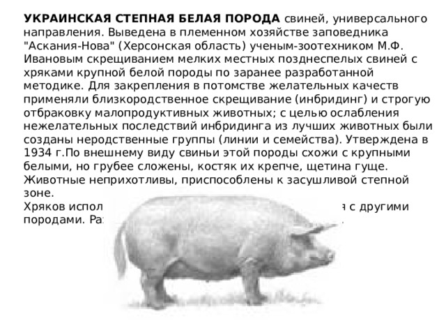 Степная свинья. Украинская Степная белая порода свиней. Схема выведения украинской Степной белой породы свиней. Характеристика свиньи украинская Степная белая. Скрещивание свиней породы крупная белая.