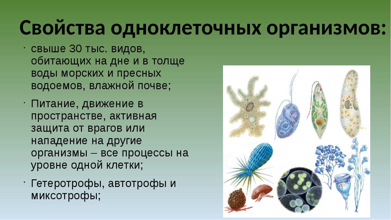 Список простейших организмов. Одноклеточные живые организмы. Одноклеточные животные. Одноклеточные организмы животные. Одноклеточные организмы это в биологии.