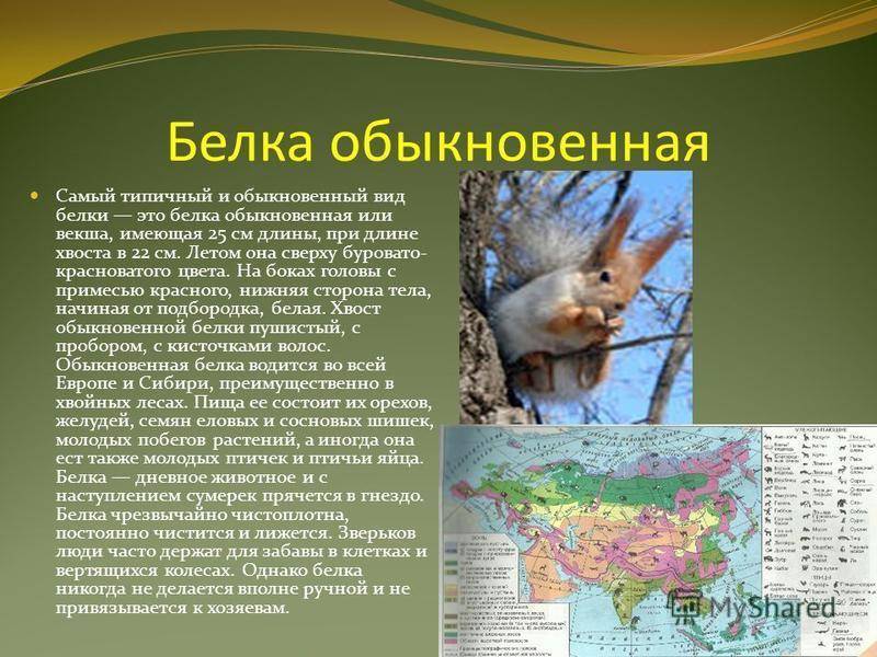 Чечевица птица. образ жизни и среда обитания птицы чечевицы