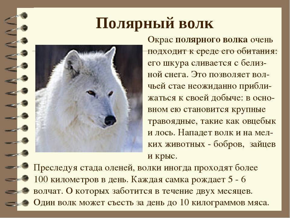 Белый волк (полярный волк): описание подвида, среда обитания и интересные факты о красивом животном