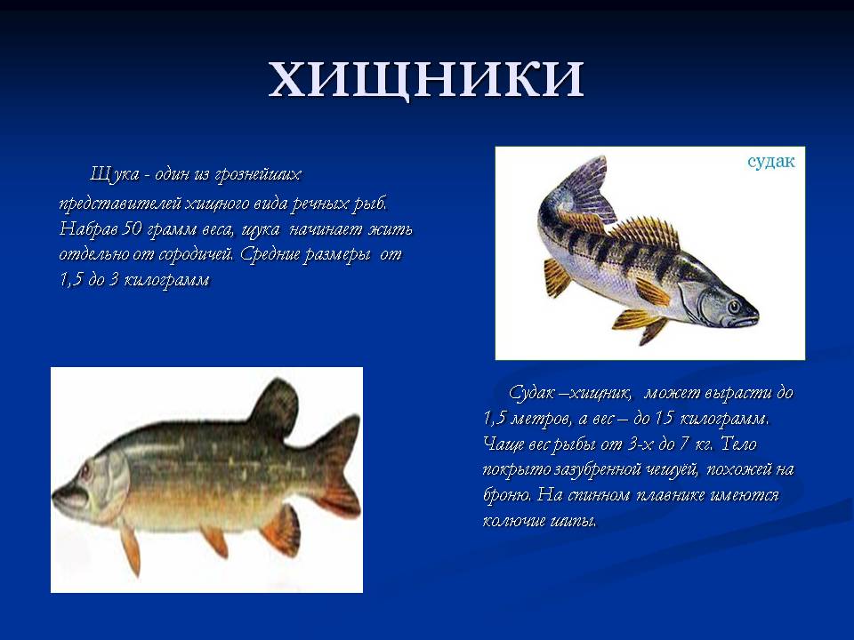 Щука и речной окунь тип взаимоотношений. Название хищных рыб. Речные рыбы презентация. Описание рыбы для дошкольников. Пресноводные рыбы презентация для дошкольников.