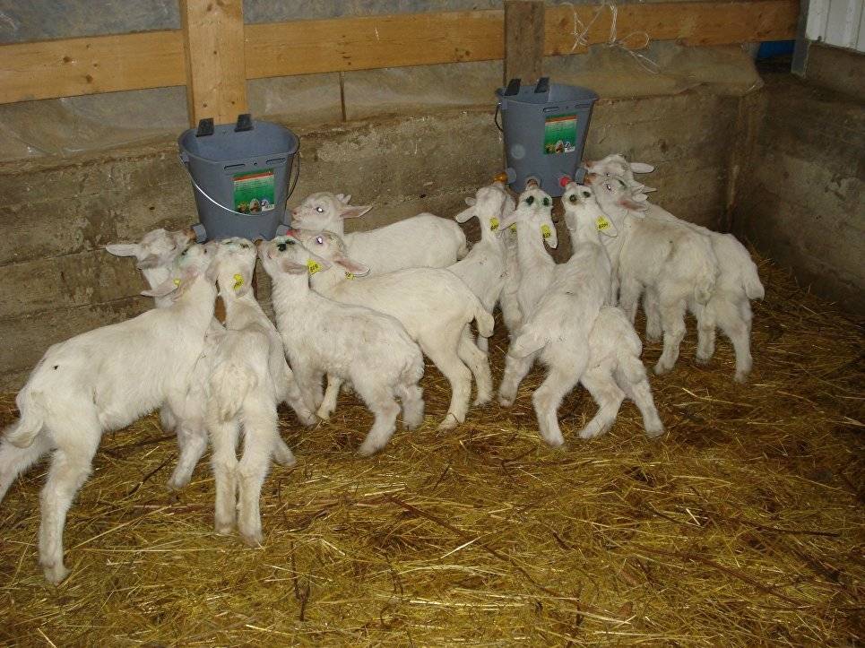 Окот козы в домашних условиях. Козы на ферме. Сарай для коз. Помещение для коз.