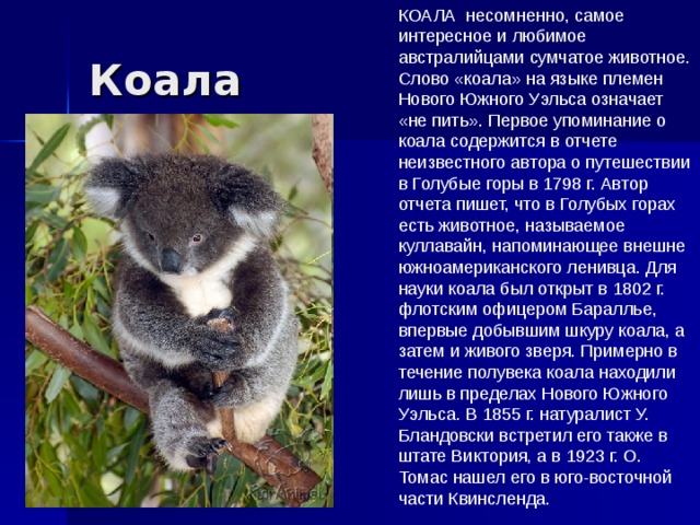 Сообщение о коале. Информация о коале. Коала описание. Сообщение о животном коала.
