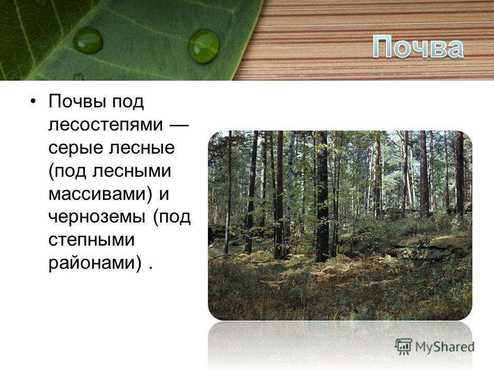Серые лесные почвы. (лекция 12) презентация, доклад