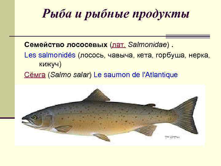 Рыба лосось: виды, как выглядят и где обитают представители лососевого семейства