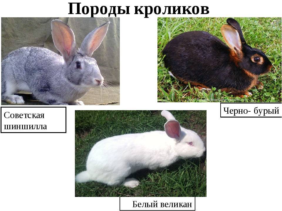 Самые маленькие породы кроликов в мире