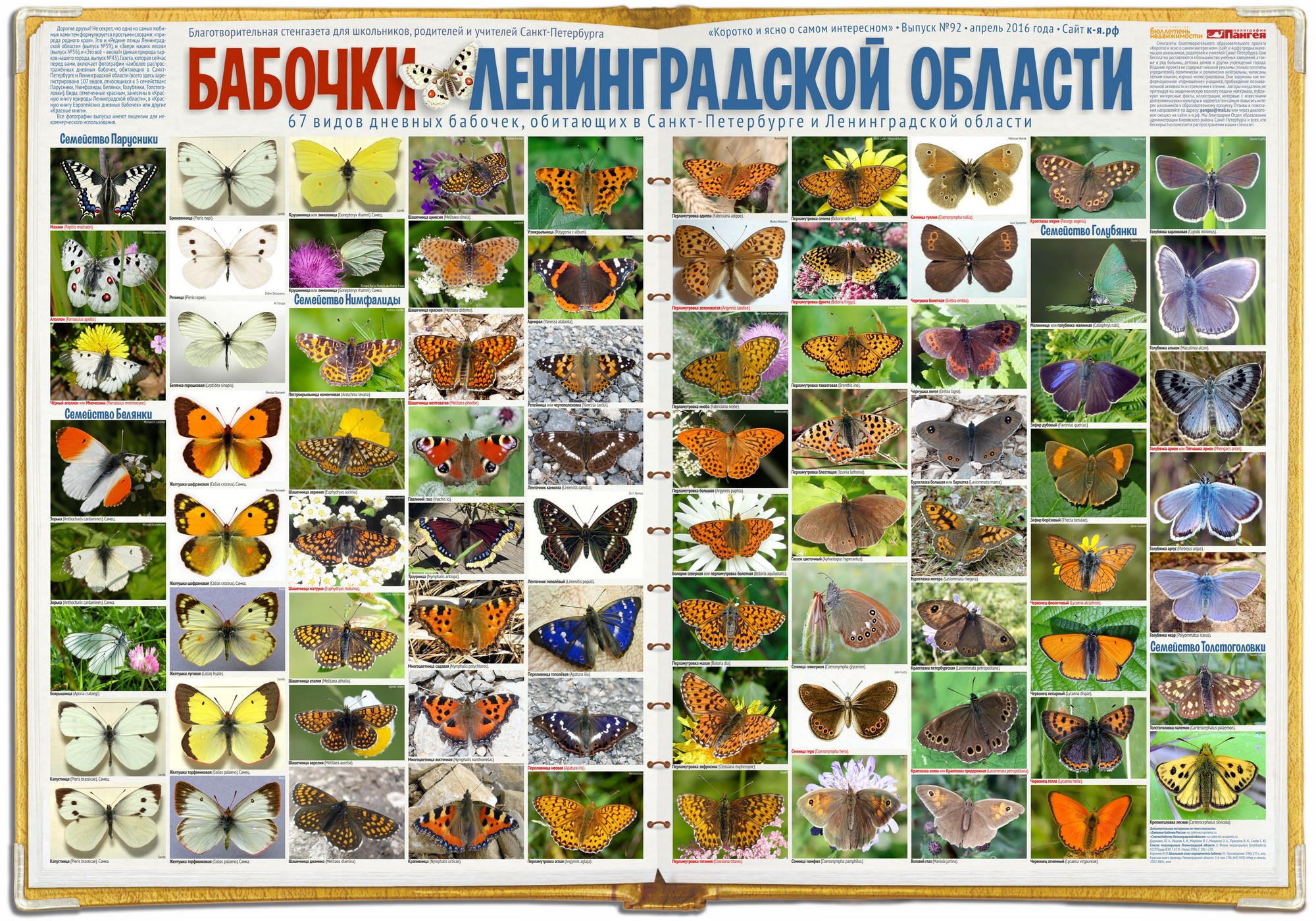 бабочки ленинградской области фото
