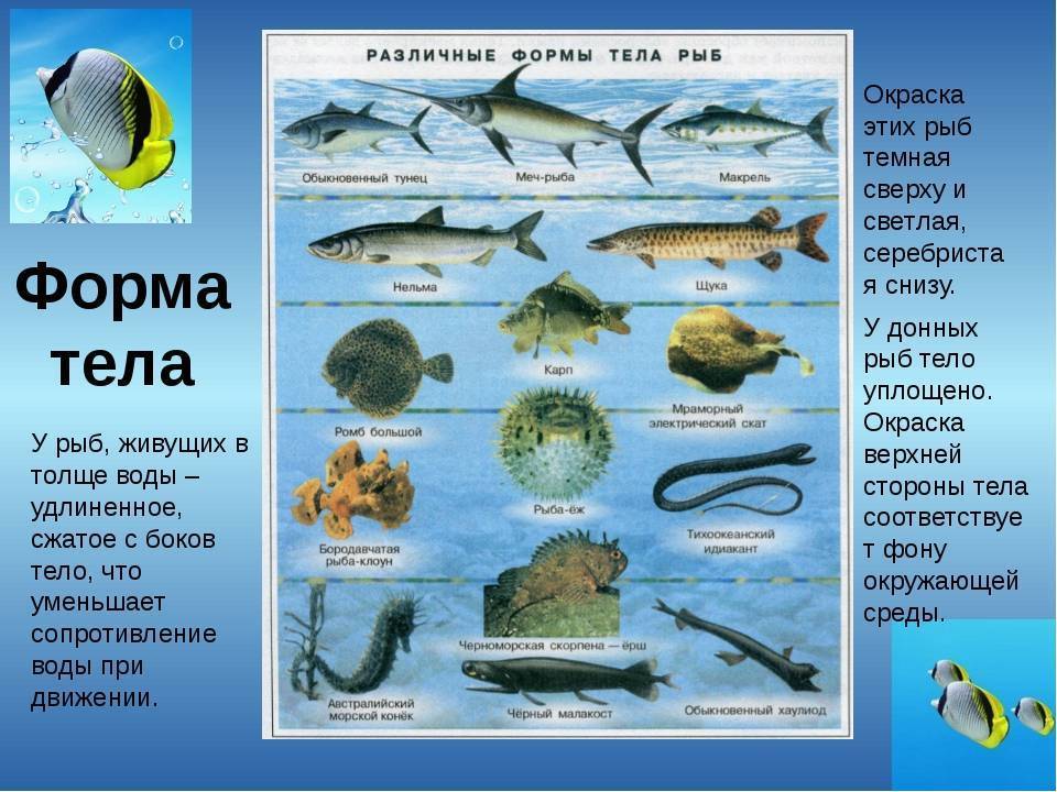 Морской язык рыба фото и описание где водится