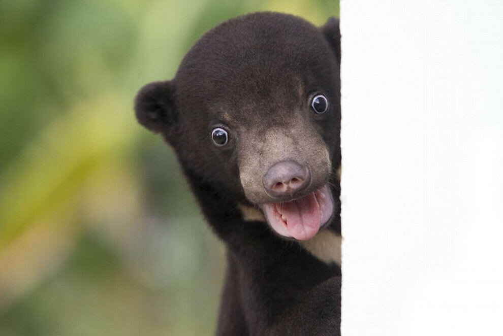 Самый маленький медведь в мире фото