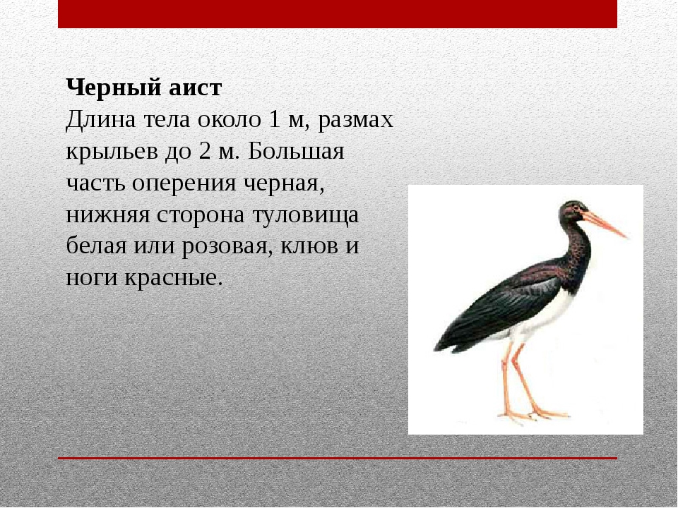 Животные красной книги пермского. Животное Пермского края занесенные в красную книгу. Животные красной книги Пермского края список. Редкие животные Пермского края занесенные в красную книгу. Птицы Пермского края занесенные в красную книгу.