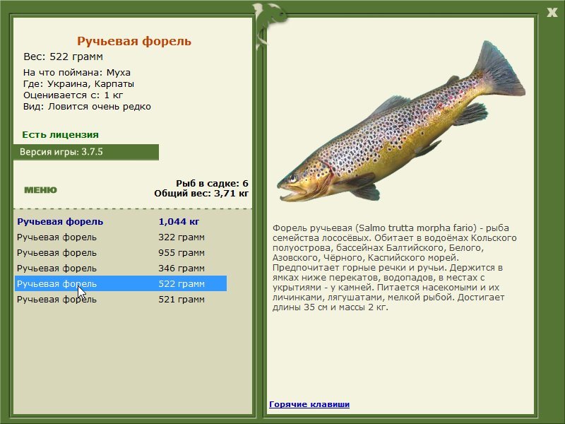 Радужная форель: описание рыбы, как и чем ее ловить