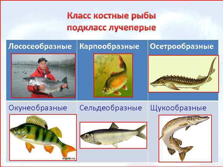 Рыбы примеры 3 класс. Подкласс лучеперые рыбы представители. Представители костных рыб 7 класс биология.