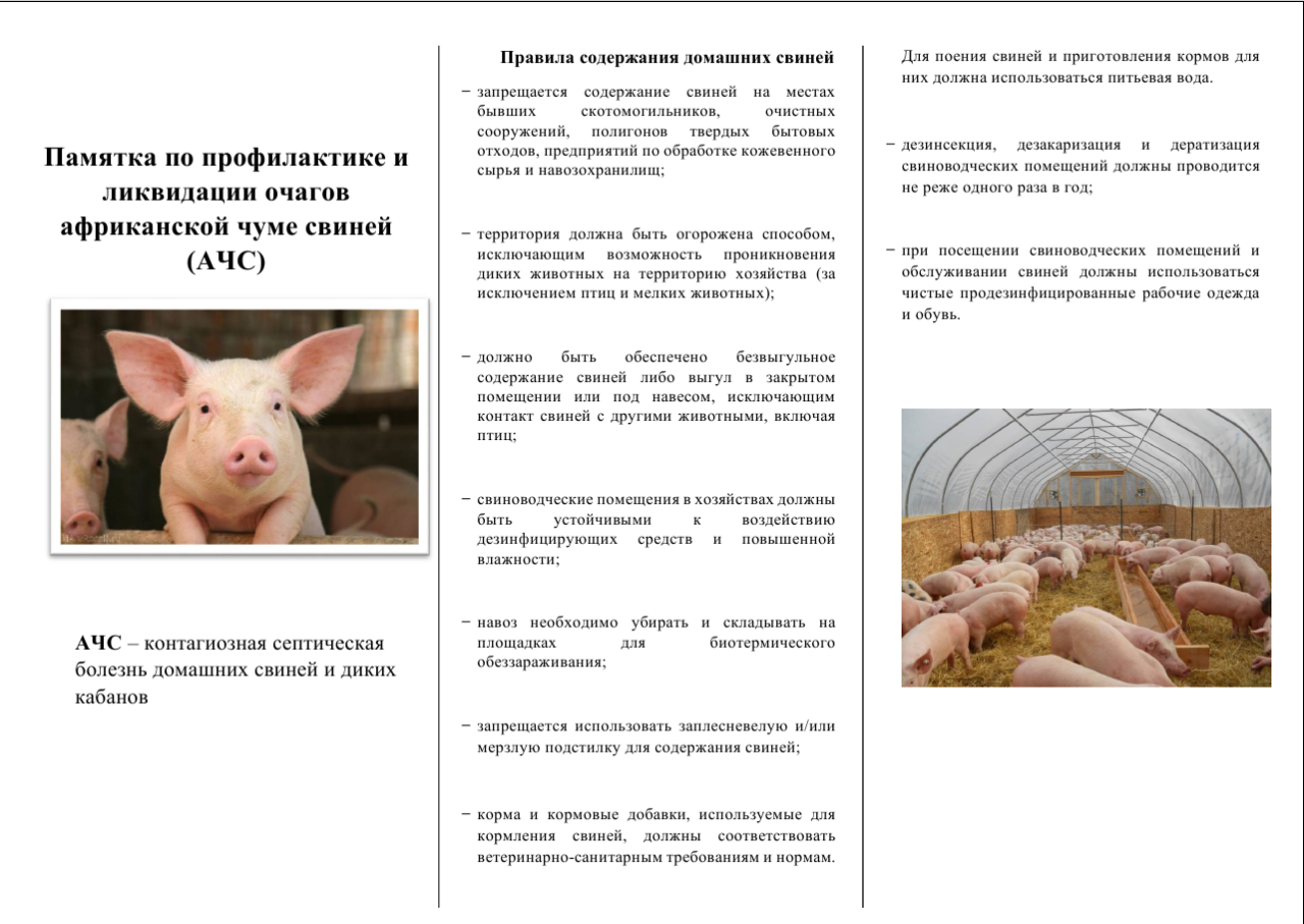Африканская чума свиней: симптомы и лечение, опасность для людей, как передается