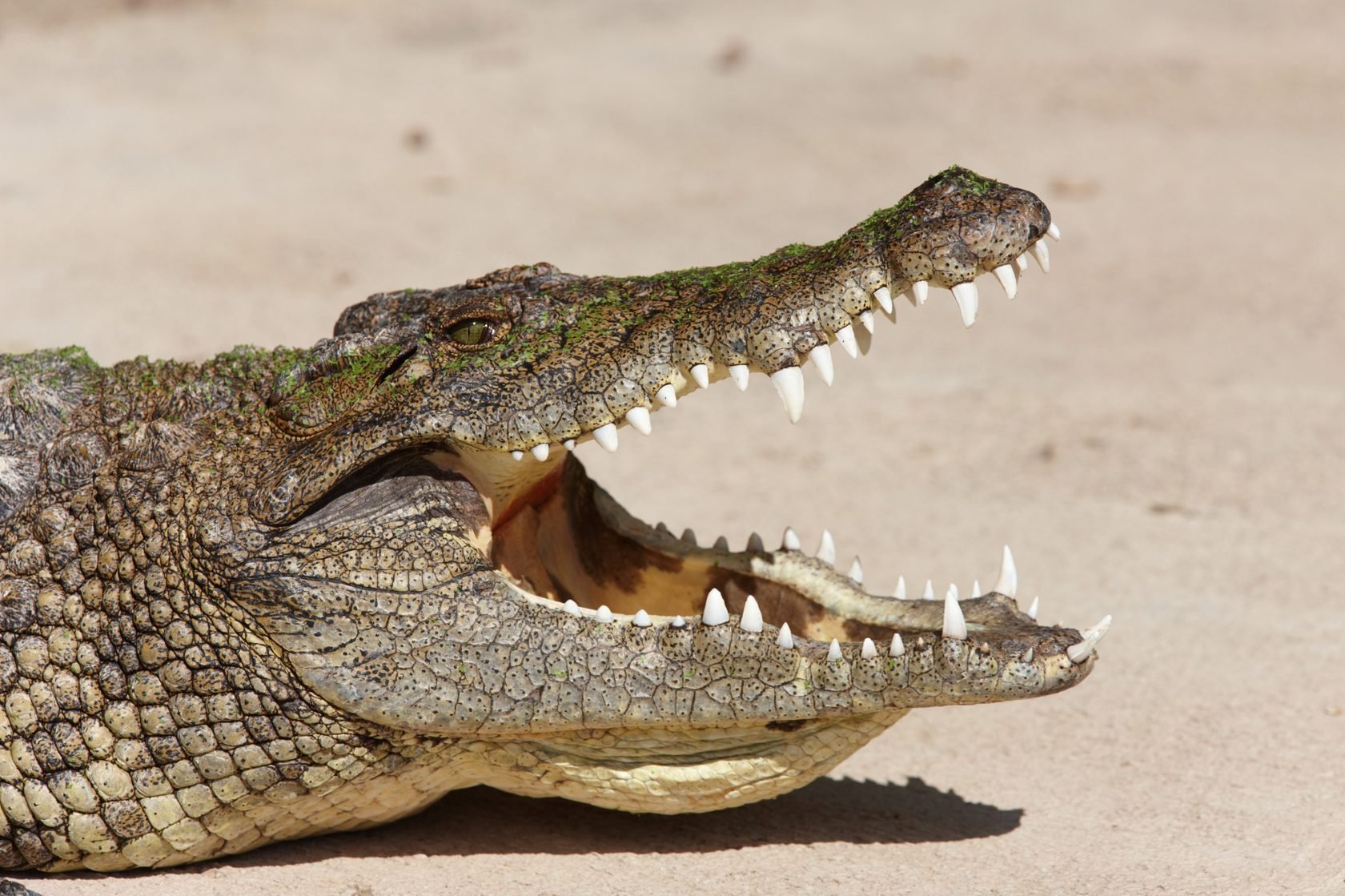 Топ-10 самых больших крокодилов в мире