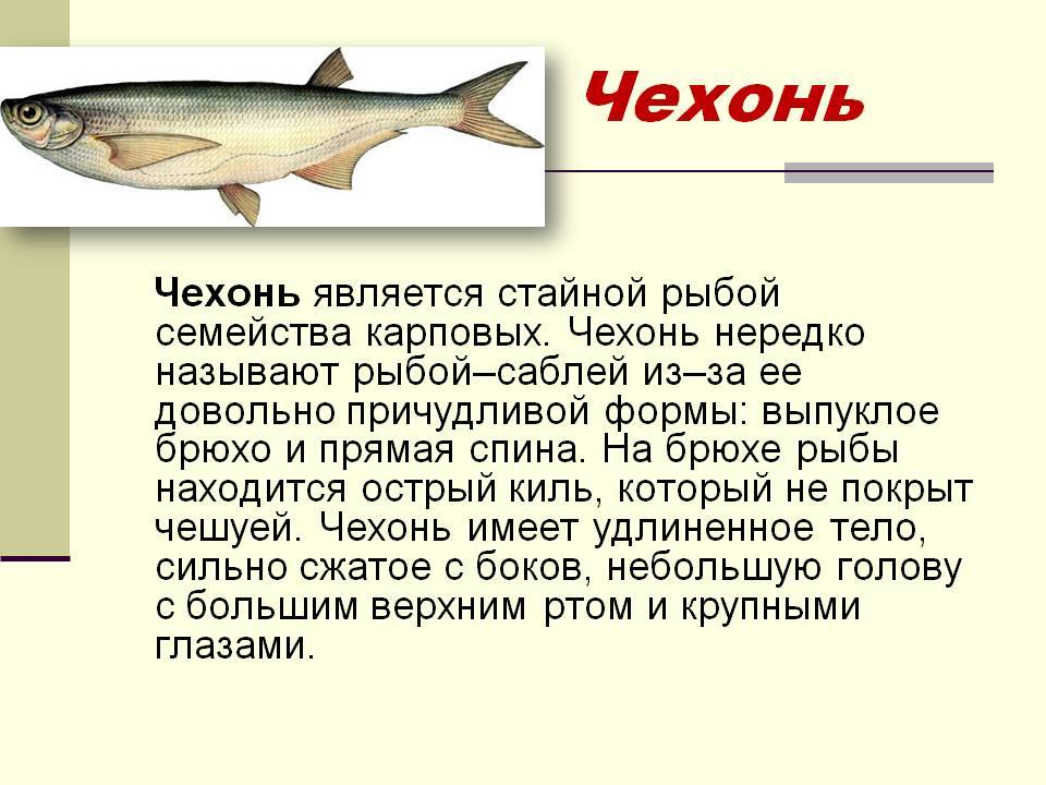 Усач: описание, распространение, образ жизни и способ ловли