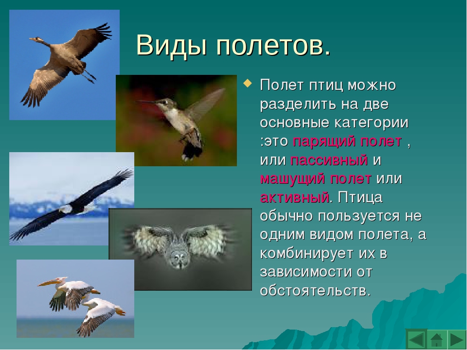 Методы полет птицы. Типы полета птиц. Способы полета птиц. Виды полета птиц таблица. Летающие птицы список.