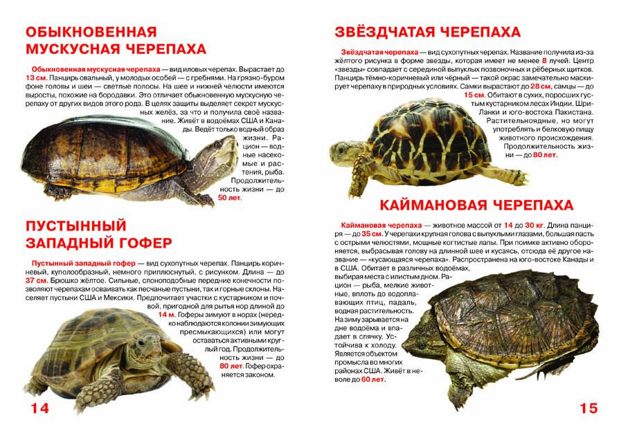 Прочитать рассказ черепаха. Внешний вид сухопутной черепахи описание. Красноухая черепаха сухопутная. Красноухая черепаха Размеры. Книги про черепах.