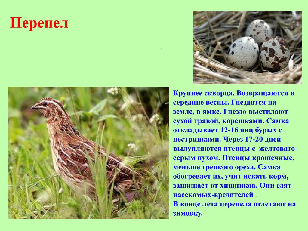 Перепел какой звук. Перепел Коростель трясогузка. Перепелка описание птицы. Доклад про перепелку. Птицы живущие в лугах.