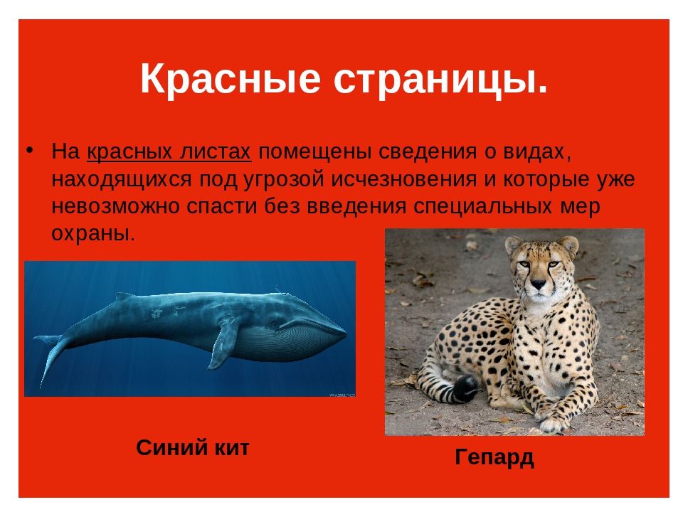 Фото животных из красной книги россии с названиями