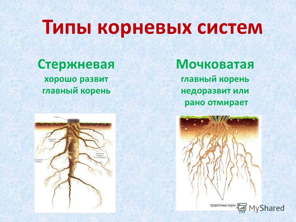 В корневой системе отсутствуют придаточные корни. Мочковатая корневая система это в биологии 6 класс. Стержневая мочковая система корны. Корневая система растений 6 класс биология. Корневая система 6 класс биология.