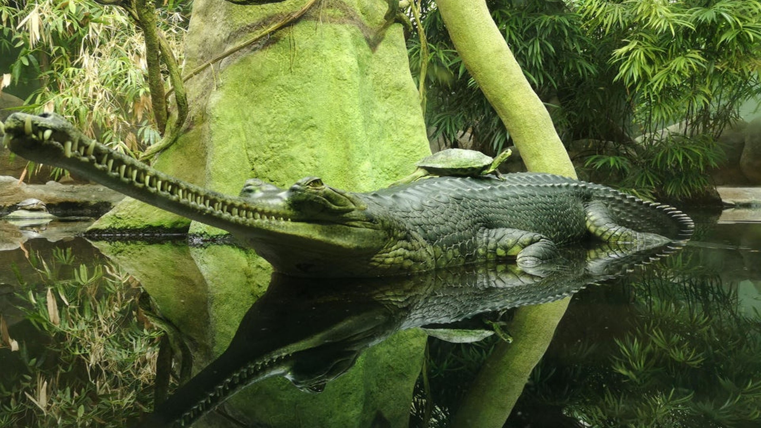 Гавиал крокодил. описание, особенности, виды, образ жизни и среда обитания гавиала