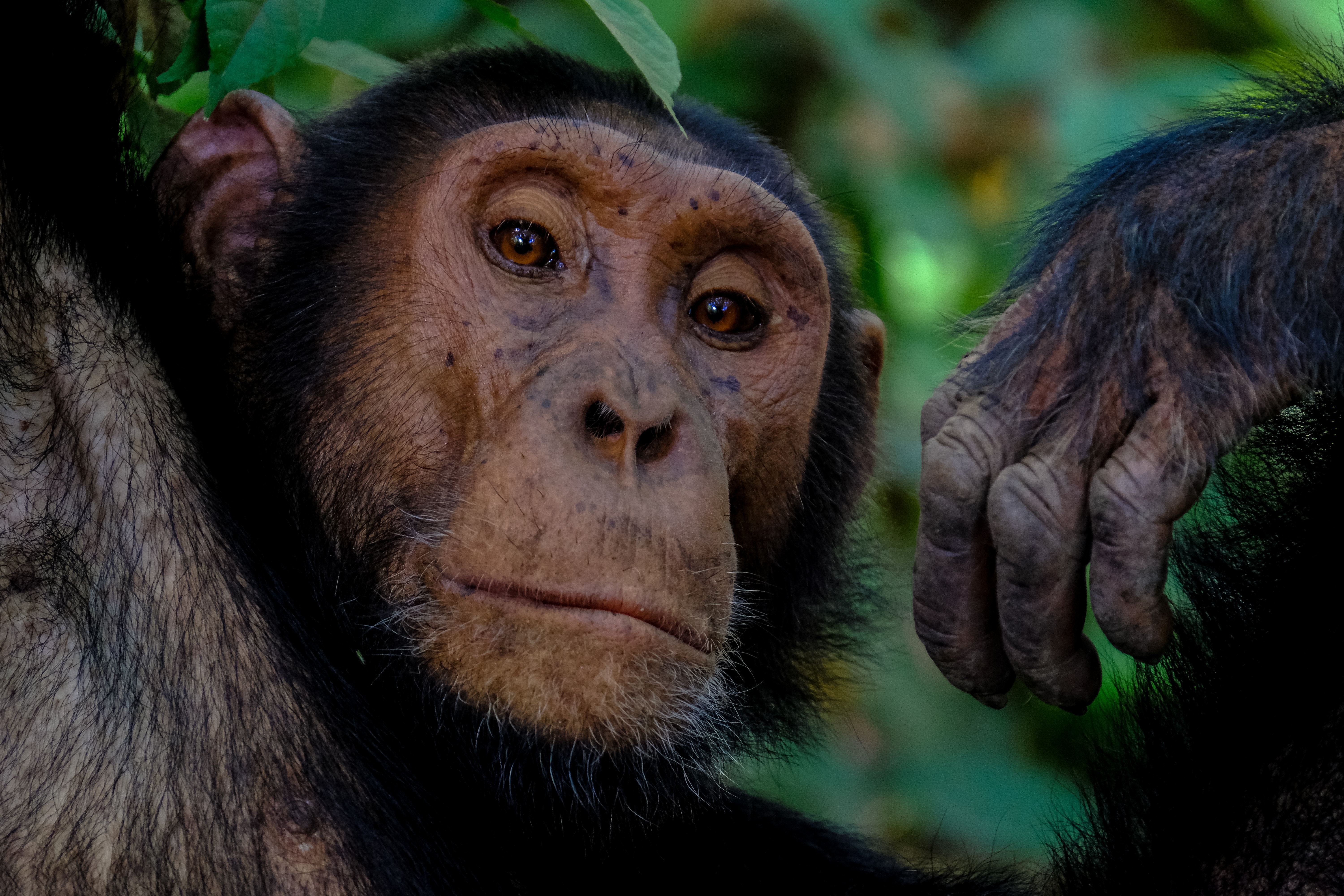 Приматы шимпанзе. Обыкновенный шимпанзе (Pan Troglodytes). Шимпанзе фото. Дикая обезьяна.