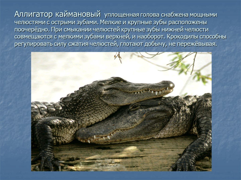 Крокодил млекопитающее или нет. Класс пресмыкающиеся Аллигатор. Презентация на тему крокодилы. Класс пресмыкающиеся крокодилы. Описание крокодила.