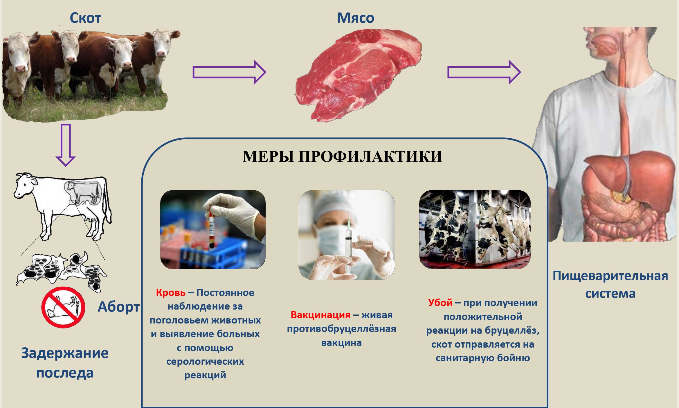 Бруцеллёз. причины, симптомы, лечение и профилактика