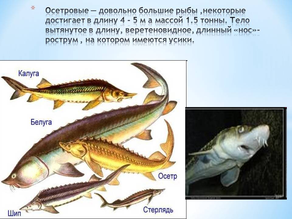 Рыбы занесенные в красную книгу россии