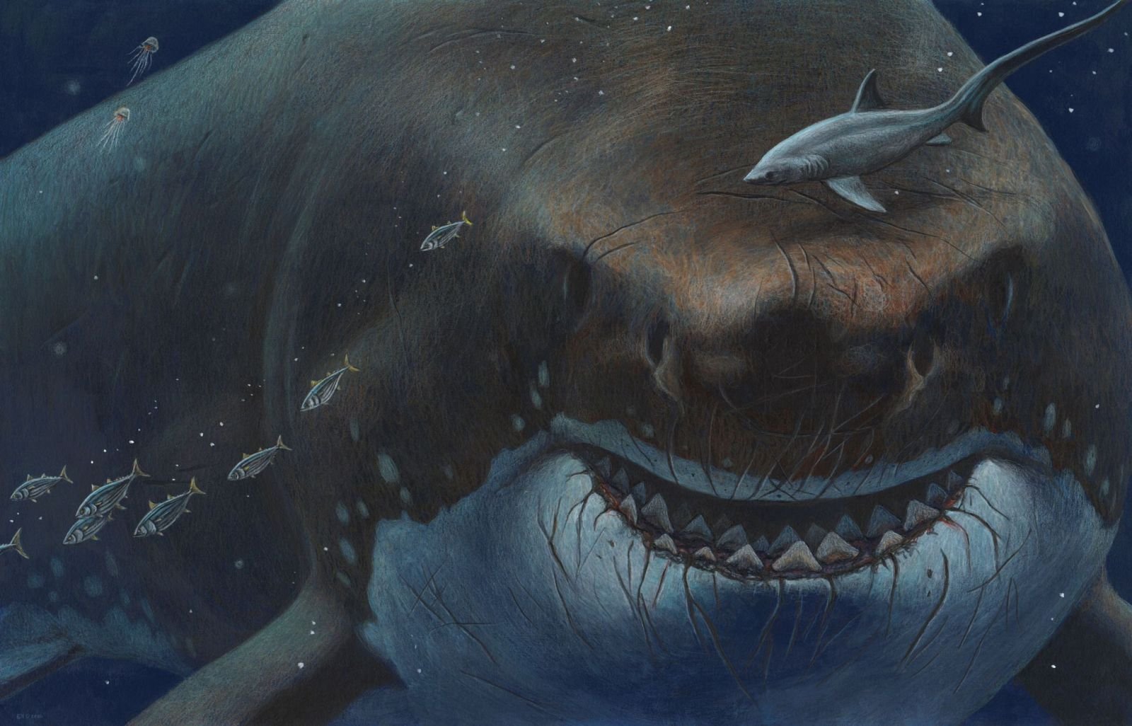 Акула мегалодон сильнее самых страшных динозавров