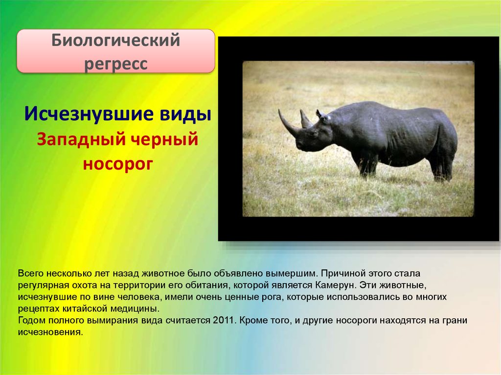 Вид исчезнувший по вине человека. Вымершие животные черный носорог. Черный носорог красная книга. Животные исчезнувшие по вине человека. Носорог вымирающий вид.