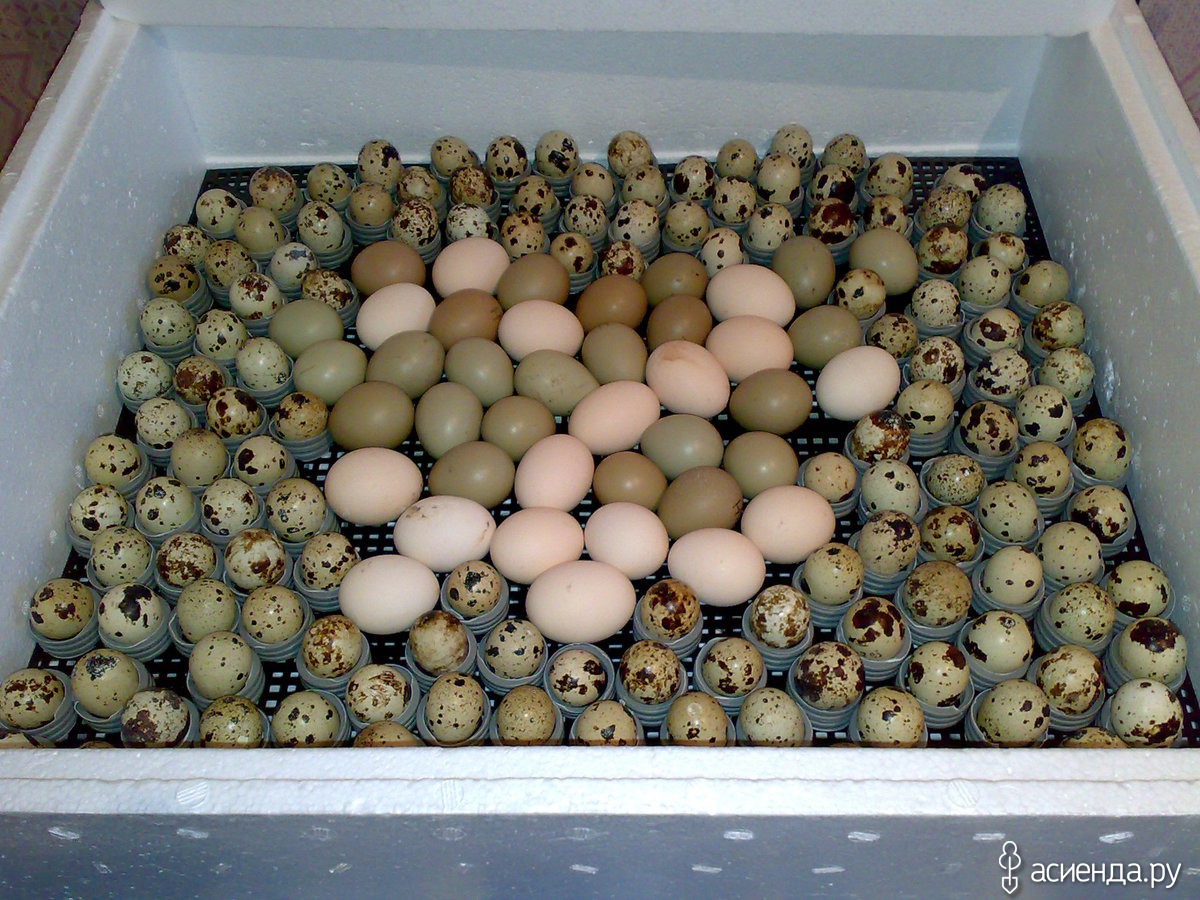 Сколько вылупляются яйца в инкубаторе. Инкубация яиц фазана. Инкубация охотничьего фазана. Таблица инкубирования фазаньих яиц. Овоскопирование яиц фазана.