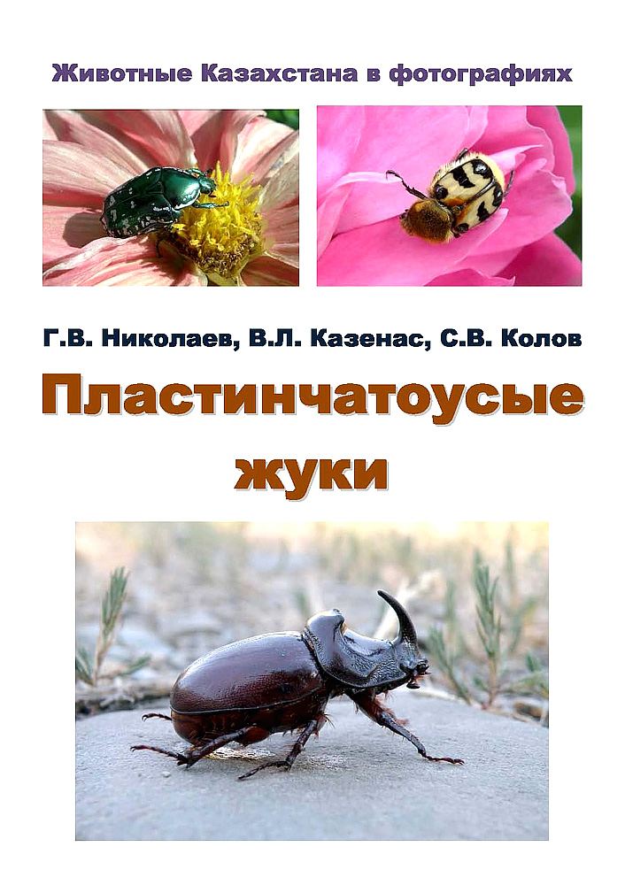 Жуки (отряд насекомых жесткокрылые) - фото, описание, виды
