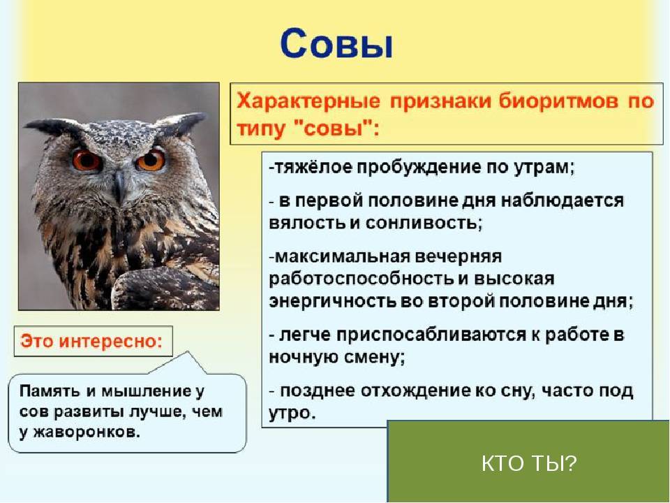 Болотная сова — описание, среда обитания, интересные факты