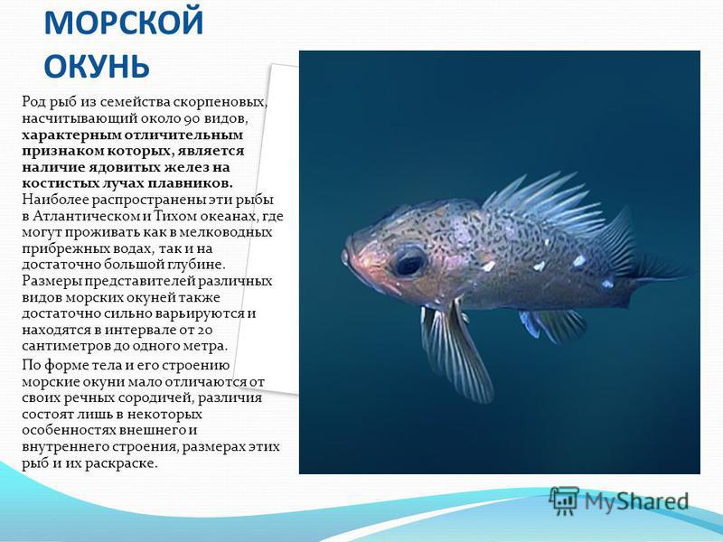 Информация про рыб. Доклад про рыб. Интересные темы про рыб. Рассказ о рыбе. Сообщение про любую рыбу.